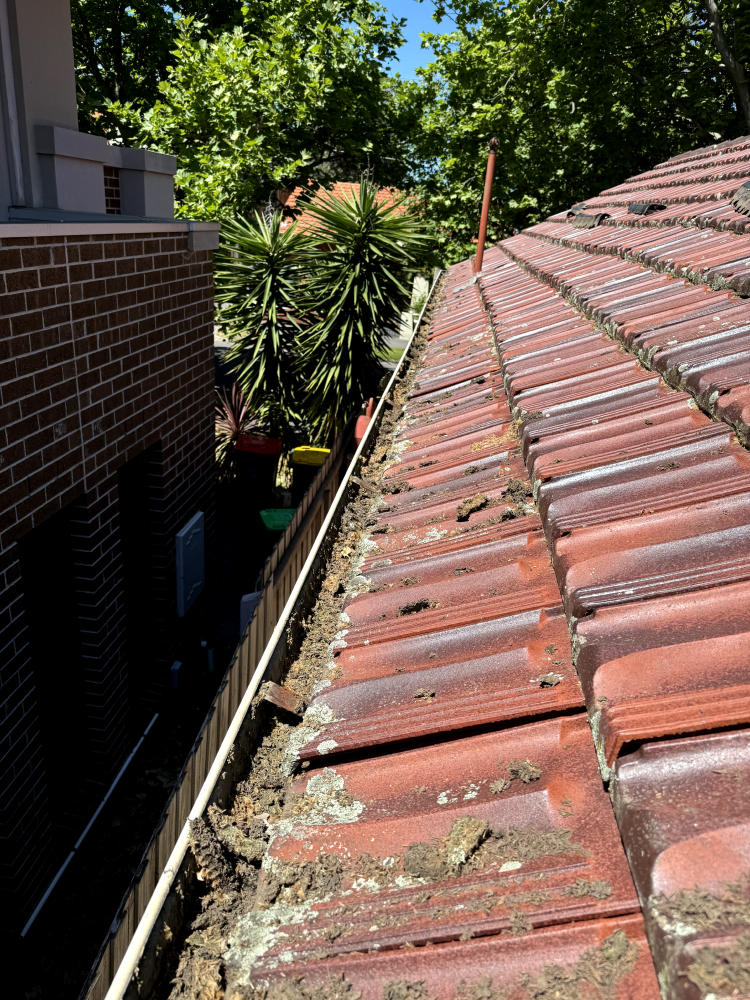 Gutter full of debris and leaves in Bayside melbourne